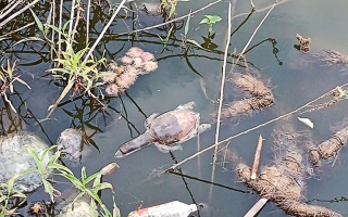 الصورة: تسمم «متعمد» يقتل عشرات السلاحف الهندية