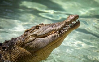 الصورة: تمساح يلتهم رضيعاً أمام عيني والده