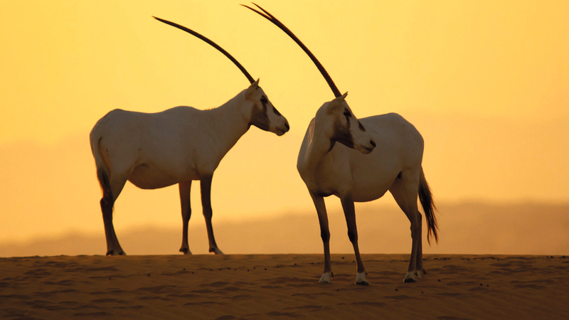 محمية دبي الصحراوية تنقسم إلى 3 مناطق الأولى مفتوحة، والثانية مغلقة، والثالثة مخصصة للسفاري.   أرشيفية