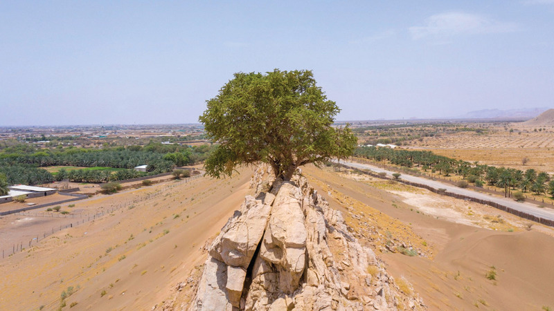 شجرة السرح واحدة من أكثر الأنواع النباتية ندرة في دولة الإمارات.     من المصدر