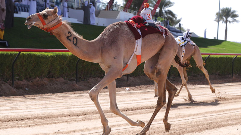 المطية «الشامخة».   من المصدر