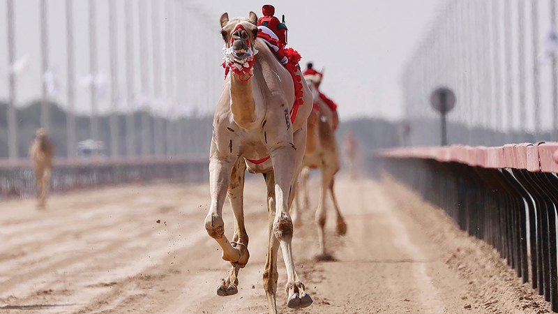 تحديات رموز الثنايا لهجن أصحاب السمو الشيوخ خطفت الأنظار ضمن مهرجان المرموم التراثي.   من المصدر