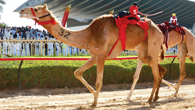 جانب من المنافسات.   تصوير: أسامة أبوغانم