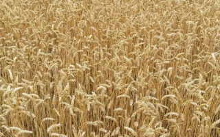 الصورة: أسعار القمح تصل إلى مستوى قياسي عالمياً