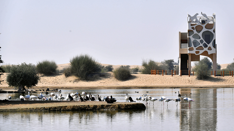 محمية المرموم تضم أكثر من تجمع لطيور النحام الكبير )الفنتير-الفلامنغو( في منطقة صحراوية بالدولة.   تصوير: باتريك كاستلو