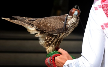 الصورة: عين إكسبو.. صقر الخليج.. الطائر الرمز يستقطب الزوّار