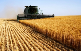الصورة: مصر تعلن اعتماد الهند دولة منشأ جديدة لاستيراد القمح