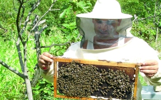 الصورة: باحثان يكشفان سر موت النحل تحت شجر الزيزفون