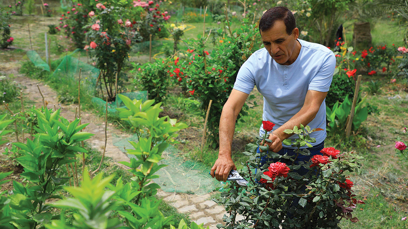 لطيف دبيس حوّل حديقة منزله إلى حديقة عامة.   أ.ف.ب