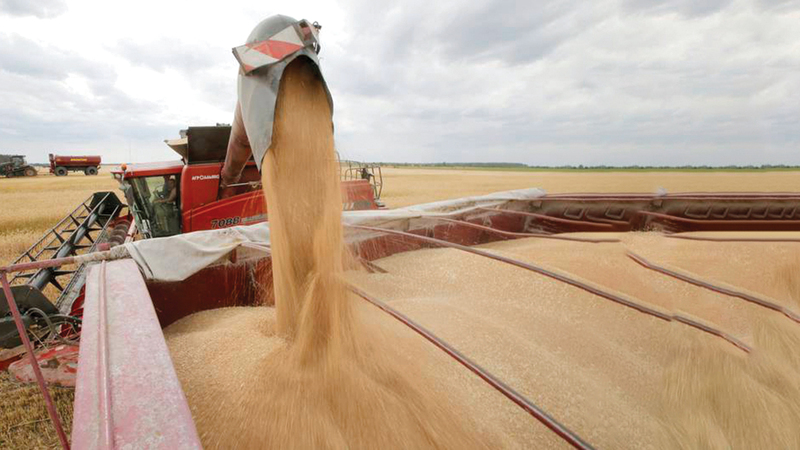 انقطاع القمح الأوكراني عن إفريقيا سيؤثر سلباً على معظم دولها.   أ.ف.ب
