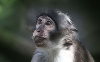 الصورة: مرض نادر بلا لقاح.. تعرف إلى فيروس "جدري القرود"