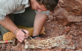 الصورة: «تنين الموت».. اكتشاف حفرية نوع ضخم من الزواحف الطائرة