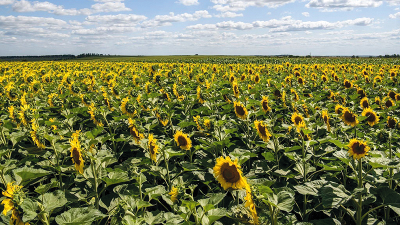 عباد الشمس من المحاصيل الأوكرانية التي تأثرت.   أرشيفية