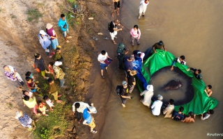 الصورة: وزنها 300 كيلو.. كمبودي يصطاد أضخم سمكة مياه عذبة في العالم