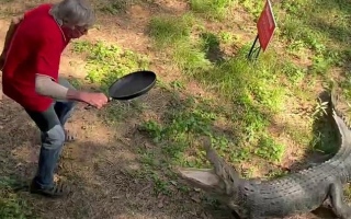 الصورة: يهزم تمساحاً ضخماً بـ"مقلاة".. فيديو