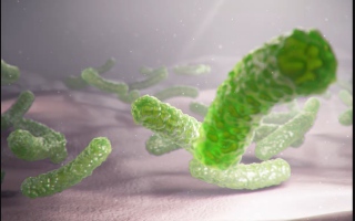 الصورة: اكتشاف أكبر بكتيريا في العالم.. يمكن إمساكها بملقط الحاجبين