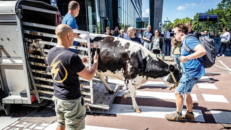 مزارعون جلبوا معهم أبقارهم للمشاركة في الاحتجاج. إي.بي.إيه
