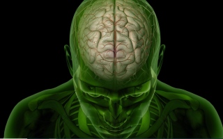 الصورة: دراسة حديثة: الإجهاد البدني يضر بمراكز الحركة في الدماغ