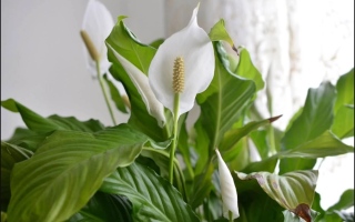 الصورة: هذه النباتات ضرورية جدا في المنزل.. تحسن «كثيرا» جودة الهواء