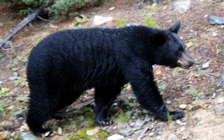 الصورة: دراسة تكشف قوة خارقة بدماء الدببة السوداء تسمح لها بالسبات 7 أشهر