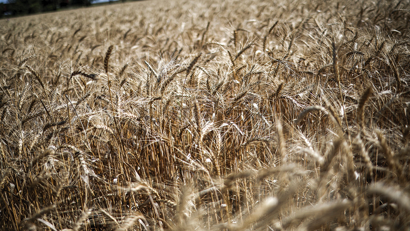 14 دولة إفريقية تحصل على نصف احتياجاتها من القمح من أوكرانيا. رويترز