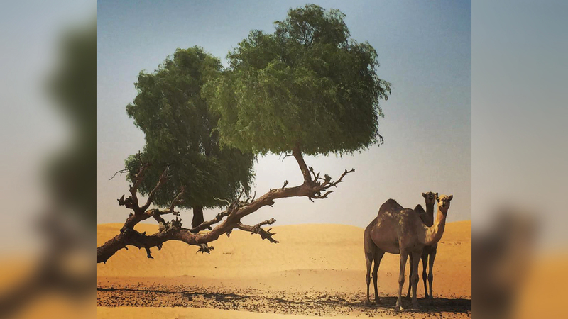 «الغاف».. الشجرة الوطنية للدولة وتمثل رمزاً للاستقرار والسلام في الإمارات.   أرشيفية
