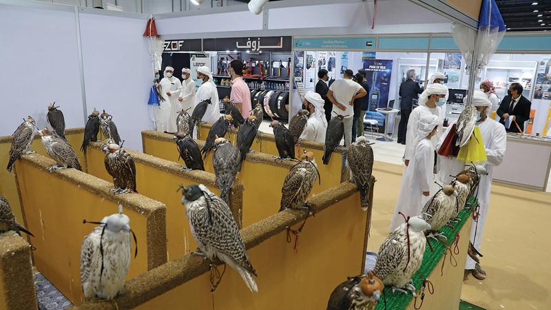 التزايد الملحوظ في عدد مزارع الصقور في العالم وتوسّع وتطوّر صناعتها يعود إلى جهود إماراتية بالدرجة الأولى.   من المصدر