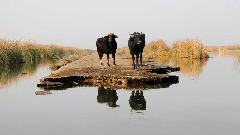 انخفاض منسوب الماء أثر في الحيوان والزراعة.   أرشيفية