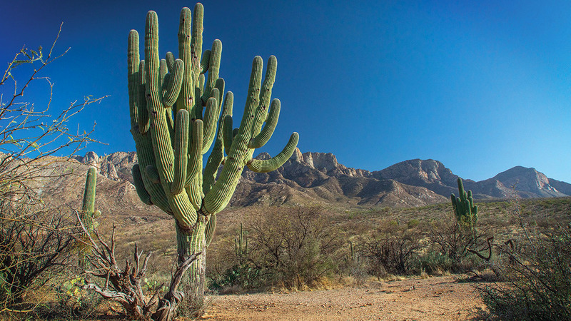 نبتة الصبار طولها أكثر من 10 أمتار. أ.ف.ب