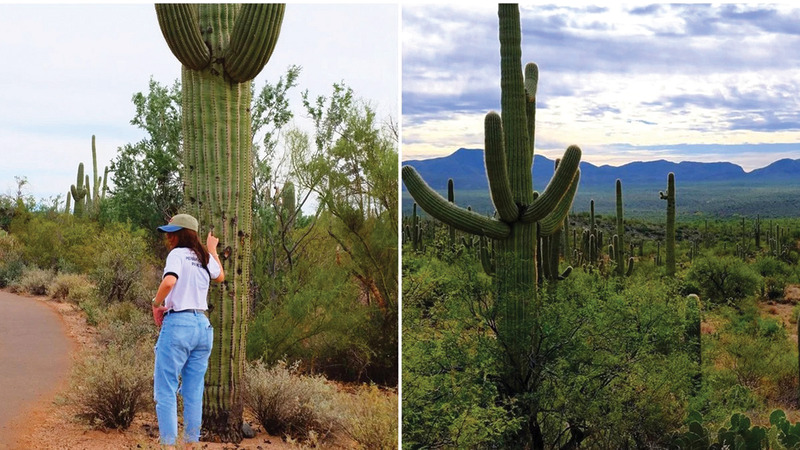 الصبّار (من نوع ساغوارو)  أصبح رمزاً للغرب الأميركي. أرشيفية