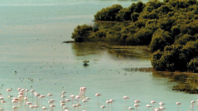 تحتل الإمارات المرتبة الأولى في معيار &laquo;المحميات الطبيعية البحرية&raquo; في &laquo;مؤشر الاستدامة البيئية&raquo;. الإمارات اليوم