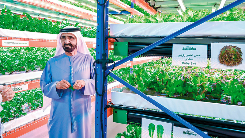 محمد بن راشد خلال زيارته أكبر مجمّع زراعي رأسي في العالم. من المصدر