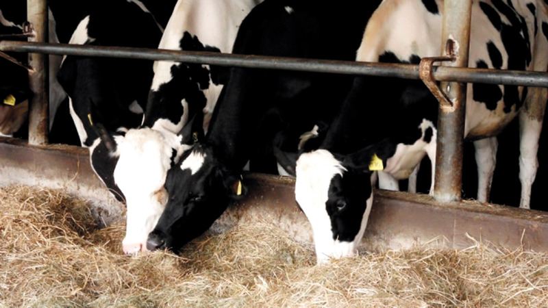 رعاية الماشية في دونباس لم تعد متوافرة. أرشيفية