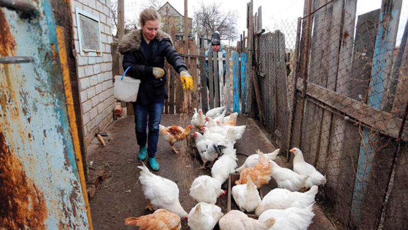 كثير من الطيور هجرها أصحابها بعد الحرب. أرشيفية