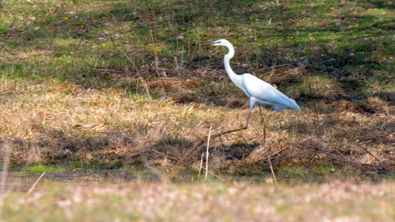 طيور متنوعة تم إهمالها. أرشيفية