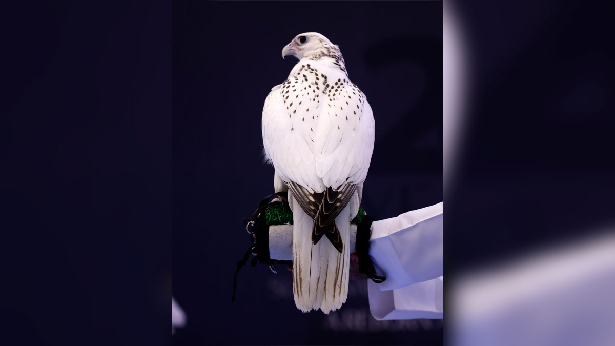 من ميزات الصقر أنه من فصيلة نادرة.  الإمارات اليوم