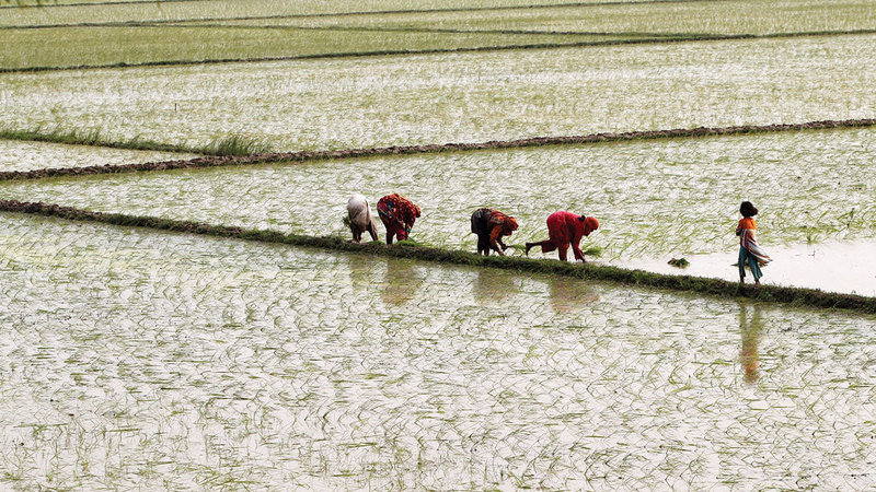 حقول الأرز لم تعد صالحة للزراعة في بعض المناطق الباكستانية.   أرشيفية