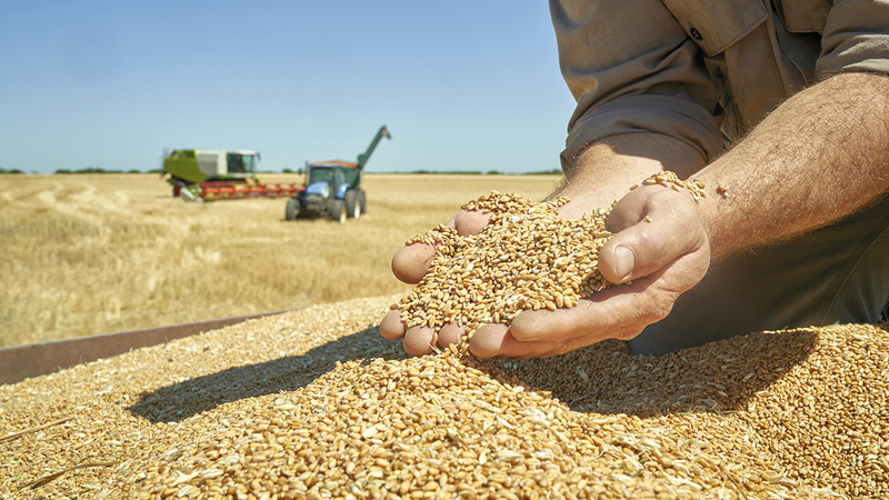 «الهيئة» تعمل على تغطية الفجوة في محصول القمح عربياً. À أرشيفية
