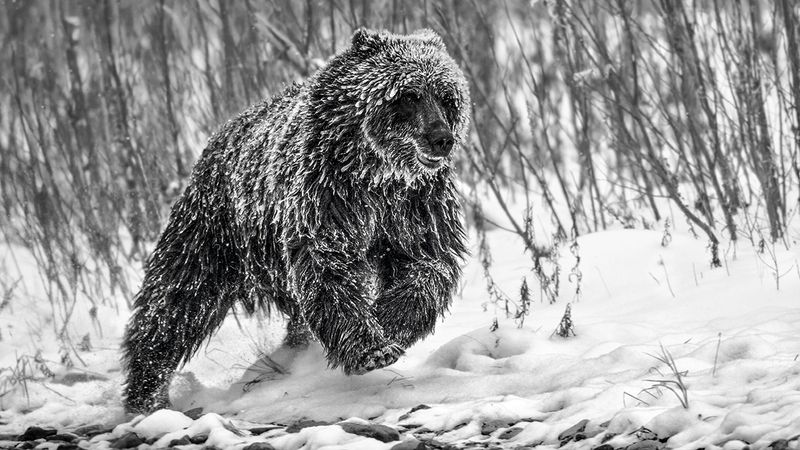 بول نيكلين – كندا.