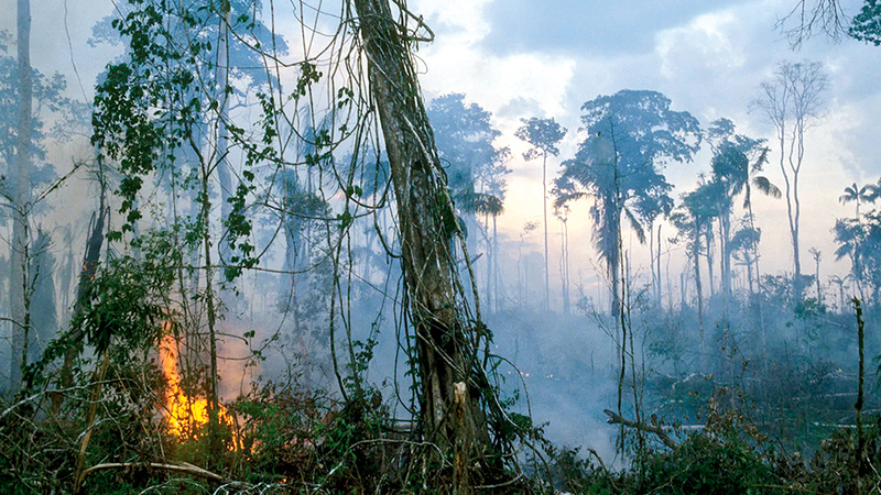 البشر أسهموا في تدمير الغابات المطيرة.  عن موقع «نيشن أوف تشينج»