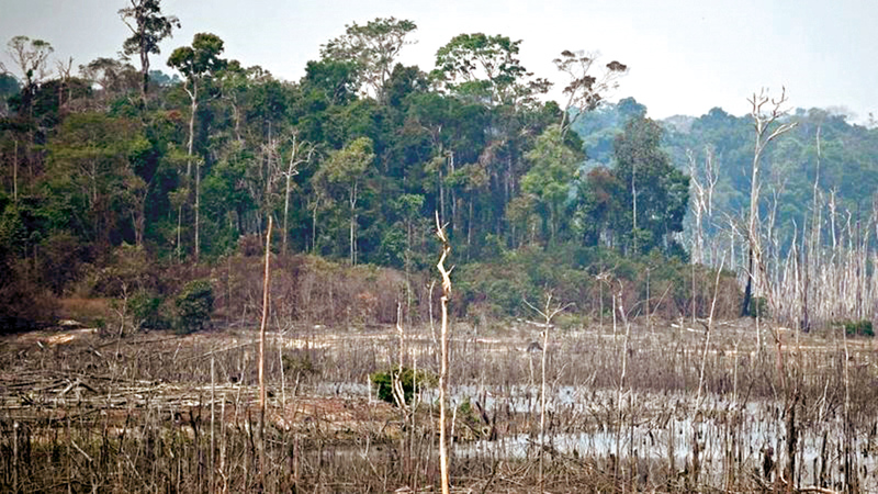 حماية الغابات أولوية لإدارة لولا. أ.ف.ب