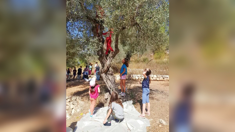 بعد جني الثمار يعتني الطلبة بأشجار الزيتون من جديد. الإمارات اليوم