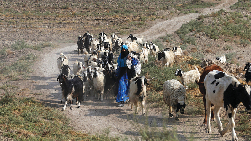 امراة ترعى قطيعاً بالقرب من قرية البوحسين في الديوانية بالعراق حيث لا ماء ولا عشب.   رويترز