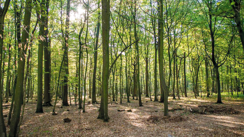 الغابة المهدّدة بالزوال.   غيتي