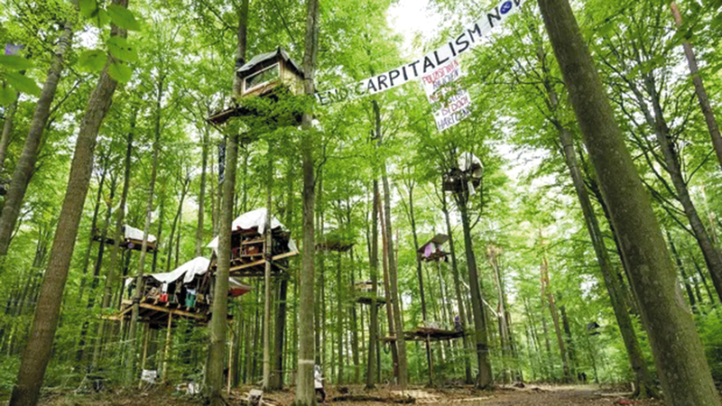 النشطاء احتلوا أشجار الغابة.   غيتي