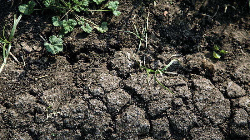الملوحة تقلل من صلاحية التربة للزراعة في دلتا النيل. عن «وول ستريت جورنال»
