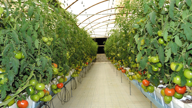 طرق الزراعة الجديدة ستسهم في تقليل نسب التلوث وحماية البيئة.    أرشيفية