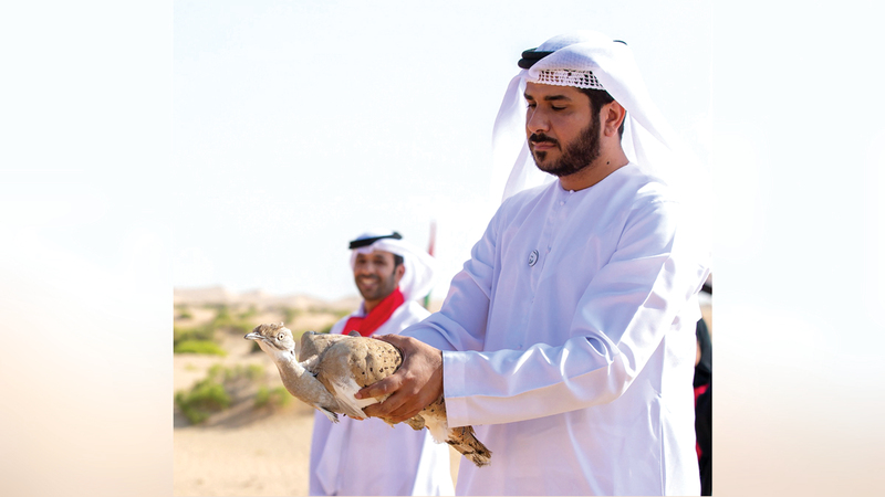 الإطلاق الرمزي يحتفي بتحقق رؤية الشيخ زايد في استدامة التراث والمحافظة على الحبارى. من المصدر