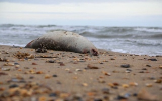 الصورة: دون تحديد السبب.. العثور على 1700 فقمة نافقة على شاطئ روسي