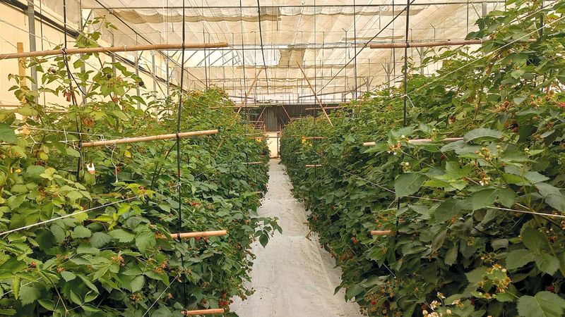 ارتفاع فواتير الكهرباء والماء يتسبب في هجر مواطنين لمزارعهم.   أرشيفية